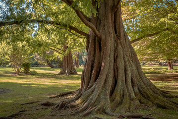 Dawn Redwood trees  from seeds collected in China in 1947.  The International Metasequoia Society declared that this particular specimen has the largest girth of any Dawn Redwood in the world.  © Jay