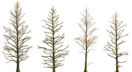dry mossy leafless swamp Metasequoia glyptostroboides tree frontal set isolated png on a transparent background premium cutout (Dawn Redwood)