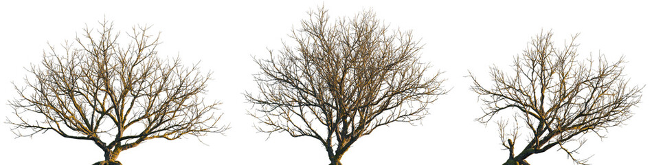 dry mossy leafless swamp populus tree frontal set isolated png on a transparent background premium cutout