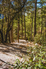 Coronado National Forest/Mt. Lemmon in Tucson, Arizona.