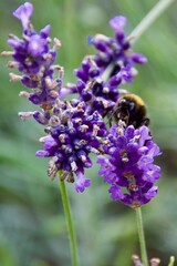 A bumblebee gathering nectar from a vibrant purple lavender flower, set against a soft green and purple blurred background, showcasing the beauty of pollination.