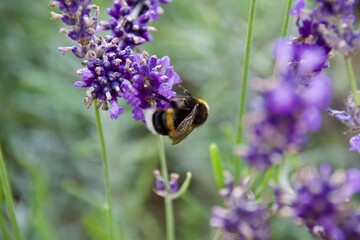 A bumblebee gathering nectar from a vibrant purple lavender flower, set against a soft green and purple blurred background, showcasing the beauty of pollination.