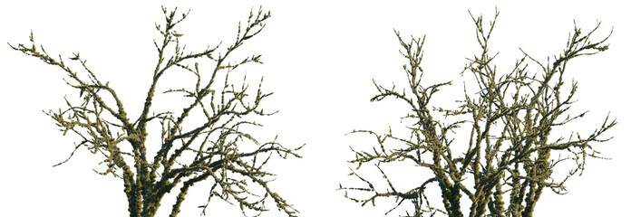 dry mossy leafless swamp bush and tree Shorea robusta frontal set isolated png on a transparent background premium cutout sunset lighting (Sal Tree, sala, shala, sakhua or sarai) 