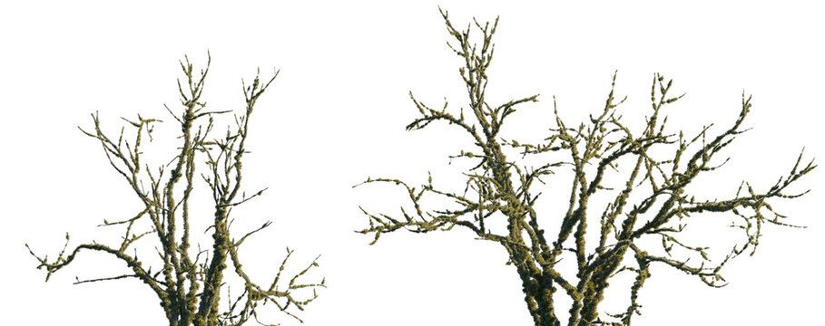 dry mossy leafless swamp bush and tree Shorea robusta frontal set isolated png on a transparent background premium cutout sunset lighting (Sal Tree, sala, shala, sakhua or sarai) 