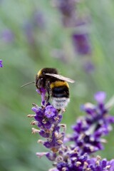 A bumblebee gathering nectar from a vibrant purple lavender flower, set against a soft green and purple blurred background, showcasing the beauty of pollination.