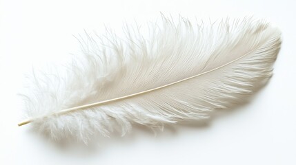 Obraz premium A single white feather is displayed against a white background