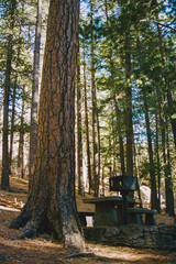 Coronado National Forest/Mt. Lemmon in Tucson, Arizona.