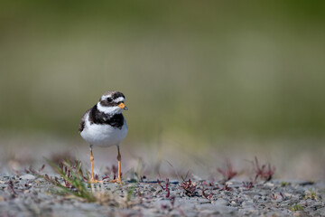 A common ringed plover searches for food in northern Sandinavia