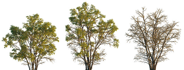 dry mossy swamp Quercus variabilis tree frontal set isolated png on a transparent background...