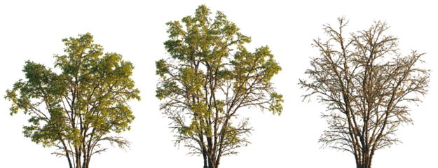 dry mossy swamp Quercus variabilis tree frontal set isolated png on a transparent background premium cutout (Chinese Cork Oak, Oaks, Oriental Oak )