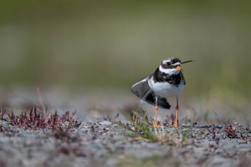 A common ringed plover searches for food in northern Sandinavia
