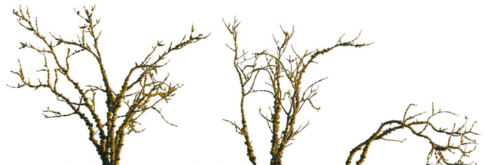 dry mossy leafless swamp bush and tree Shorea robusta frontal set isolated png on a transparent background premium cutout sunset lighting (Sal Tree, sala, shala, sakhua or sarai) 
