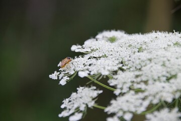 A wild bee resting on delicate white Queen Anne's lace flowers, surrounded by a dark green background, showcasing the intricate beauty of pollination in nature.