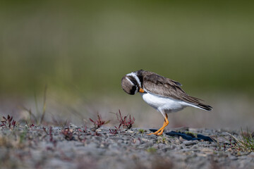A common ringed plover searches for food in northern Sandinavia