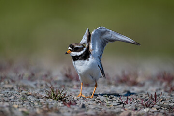 A common ringed plover searches for food in northern Sandinavia