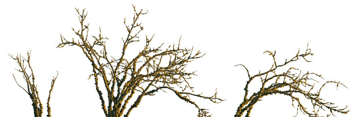 dry mossy leafless swamp bush and tree Shorea robusta frontal set isolated png on a transparent background premium cutout sunset lighting (Sal Tree, sala, shala, sakhua or sarai) 