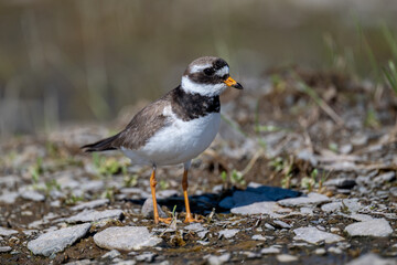 A common ringed plover searches for food in northern Sandinavia
