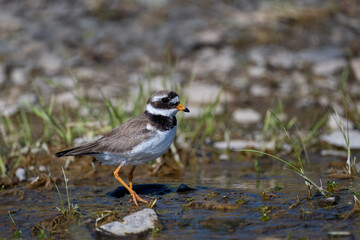 A common ringed plover searches for food in northern Sandinavia