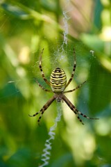 A close-up of a wasp spider (Argiope bruennichi) sitting in its intricate web, set against a vibrant green background, showcasing its distinctive black and yellow markings.