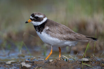 A common ringed plover searches for food in northern Sandinavia