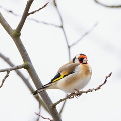 Fototapeta premium European goldfinch on a tree branch.