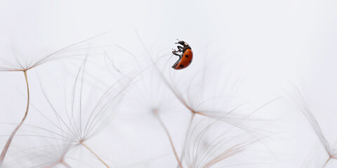 Detailed shot of a ladybug on a dandelion against a bright white background, highlighting the tiny...