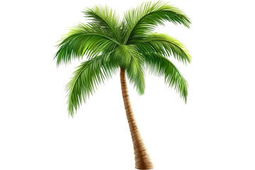 palm tree isolated on white