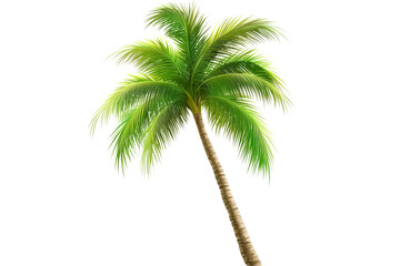 palm tree isolated on white