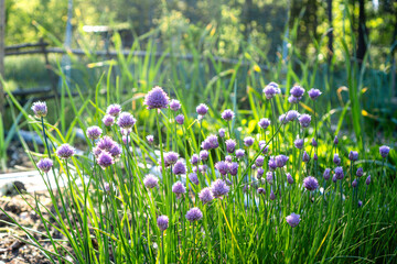 Beautiful purple flowers of blooming chives plant growing in a natural herb garden setting, showing ornamental and culinary value in organic gardening