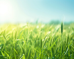 Fototapeta premium Lush Green Wheat Field in Sunlight - Perfect for Agricultural Themes and Nature Projects