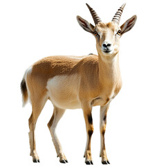 Fototapeta premium Goat with horns stands in front of a white background.