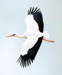 Obraz premium Stork flying gracefully against a light blue background