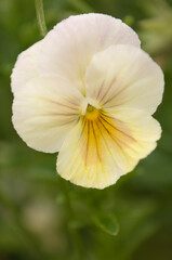 Light Yellow Pansy Flower Close-up. Viola x wittrockianaViola x wittrockiana