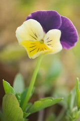 Pansy Flower Close-up. Viola Penny 'Yellow Jump-up'. Viola cornuta. Horned Violet. Tufted Pansy