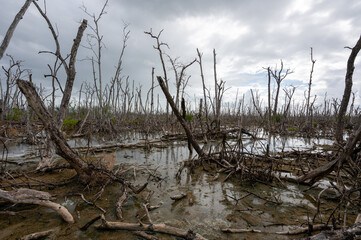 Dead zone in mangrove forest destroyed by Hurricane Irma in Everglades National Park, Florida.