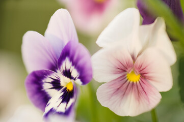 Viola Penny Marina and Sorbet 'Orchid Rose Beacon' . Viola x wittrockiana, Viola cornuta, horned violet, Tafted Pansy