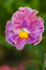 Pansy Rococo Flower Close-up. Viola x Wittrockiana