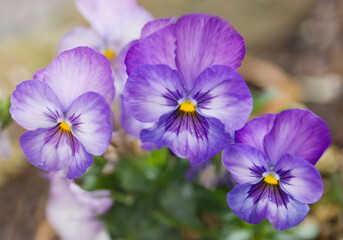 Pansy Flower Trio. Pansy Matrix Lavender Shades. viola x wittrockiana. Pansy Matrix Lavender Shades