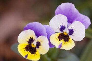Pansy Penny 'Marlies'. Horned Violet. Viola cornuta. Tufted Pansy