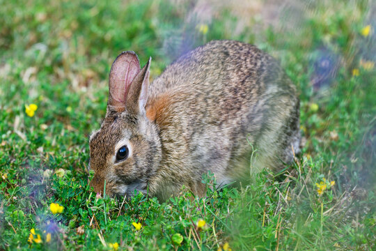 Eastern Cottontail rabbit in closeup with out of focus purple flowers