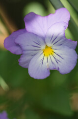 Viola Sorbet Yesterday, Today and Tomorrow Pansy Flower Close-up. Viola cornuta. Horned Viola, Tufted Pansy