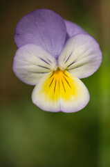 Viola Sorbet Yesterday, Today and Tomorrow Pansy Flower Close-up. Viola cornuta. Horned Viola, Tufted Pansy