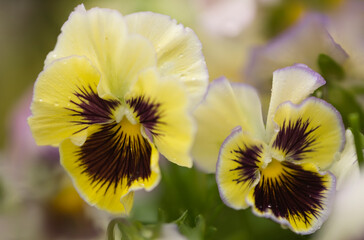 Pansy Envy Flower Close-up. Viola x wittrockiana