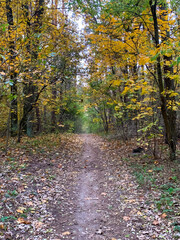 Autumn trail amid vibrant foliage