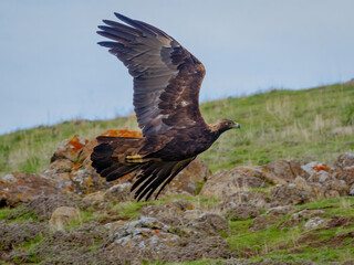 A Golden Eagle taking flight in a nature preserve in California