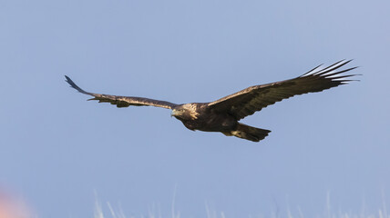 A Golden Eagle taking flight in a nature preserve in California