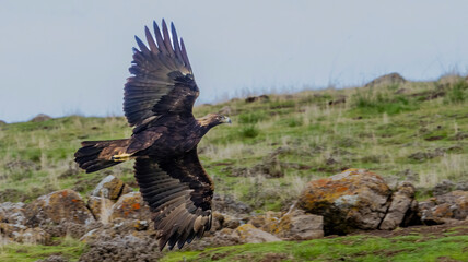 A Golden Eagle taking flight in a nature preserve in California
