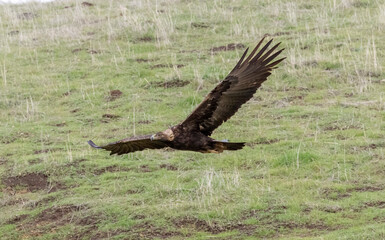 A Golden Eagle taking flight in a nature preserve in California
