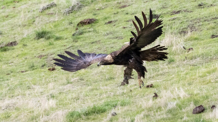 A Golden Eagle with its squirrel catch of the day