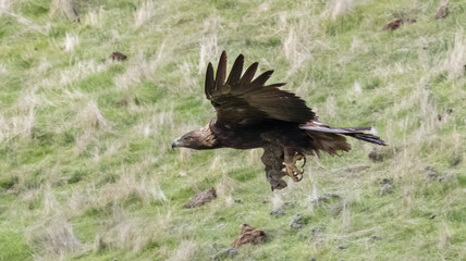 A Golden Eagle with its squirrel catch of the day